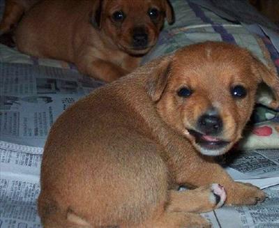 Cute Puppy Grin