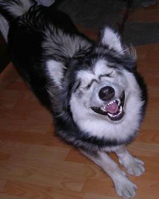 Husky Smile