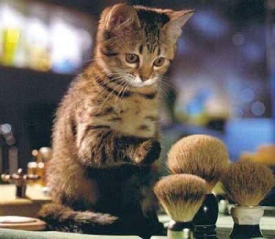 Powder Puff Puss