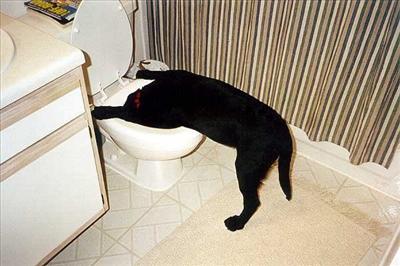 Sick as a Dog