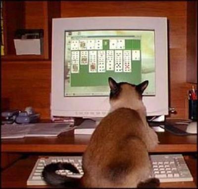 Solitaire Cat
