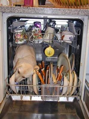 Doggy Dish Washer