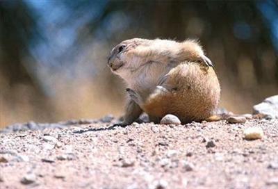 Squirrel- Scratch
