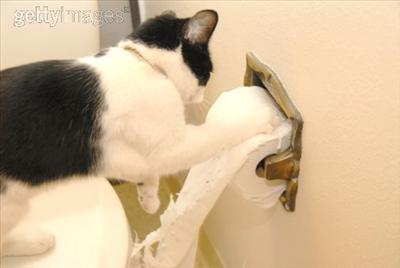 Toiletpaper Madness