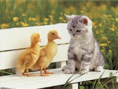 Two Ducks and a Kitten