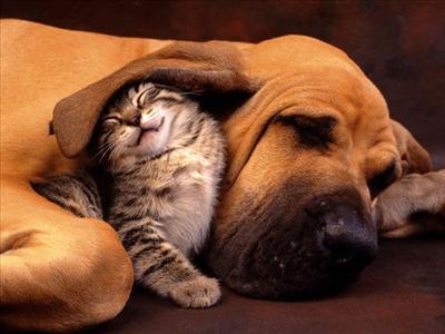 Love Snuggles