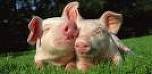 2 pigs