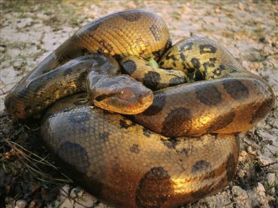 Coiled  anaconda 