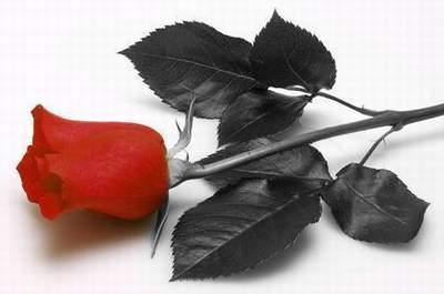 Red Rose
