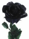 Black Rose