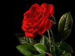 One Single Rose