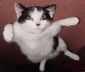 Evil Cat