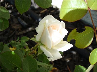 White Memory Rose