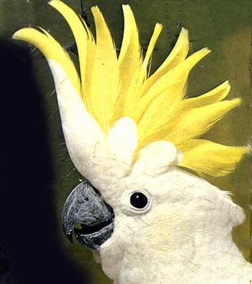 un cacatua