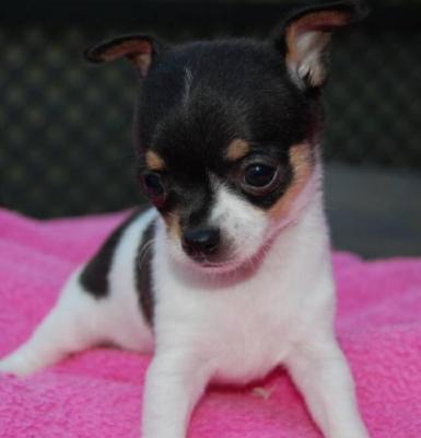 chiwawa 