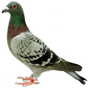 un piccione