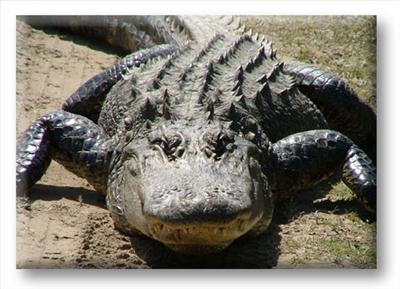 Alligator