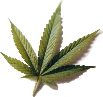 Mariguana