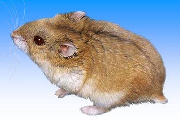 Hamster