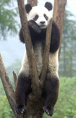Pelliccia di Panda