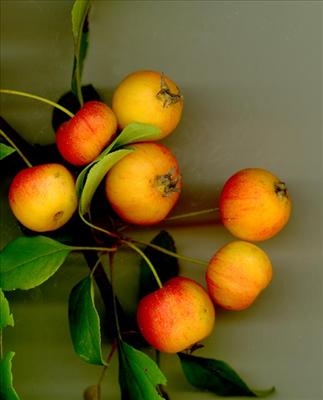 CrabApple