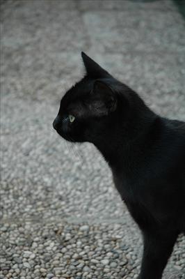 Sfortunato