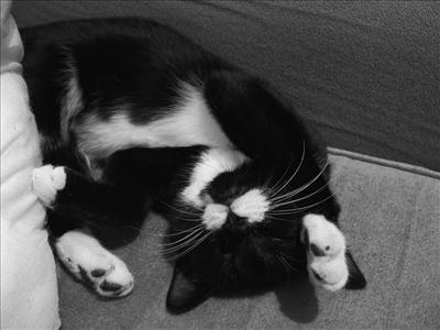 Kitty