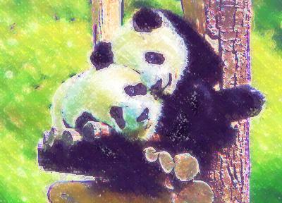 Cuddling Pandas