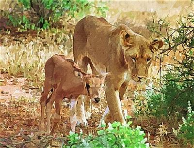 Lion & Calf