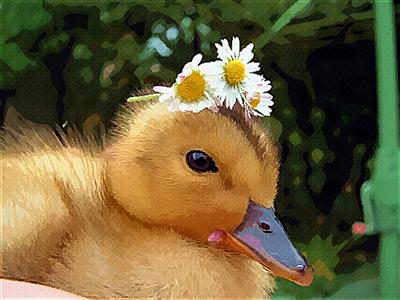 Daisy Duckling