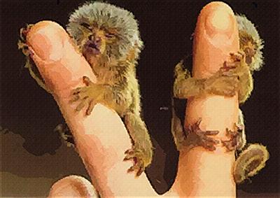 Finger Monkeys