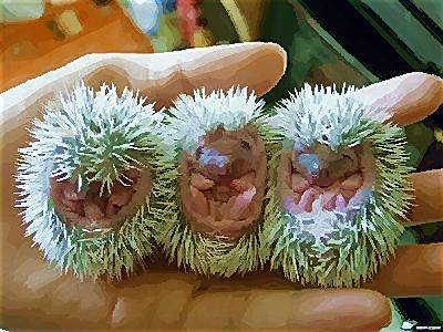 Baby Hedgehogs