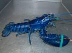 Blue lobster