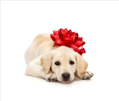 Puppy