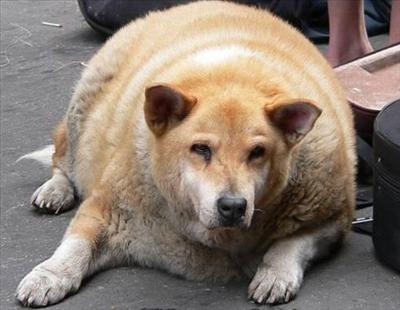 t faible et gros