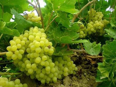 grape