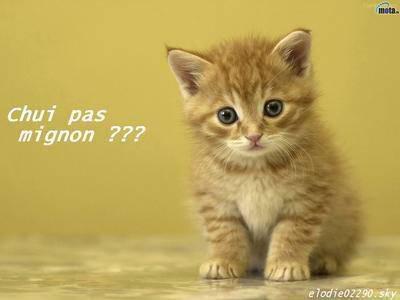 chaton