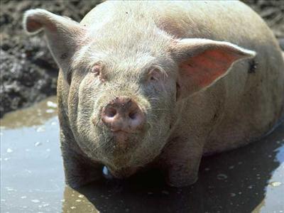 porc