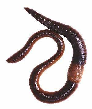 earthworm