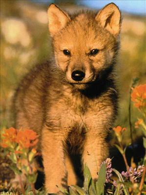 wolf 