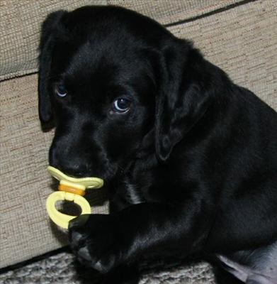 Puppy
