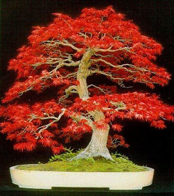 bonsai tree (for earth day)