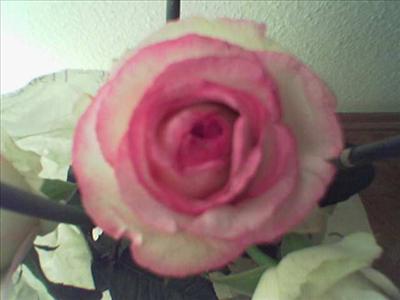 A lovely Rose