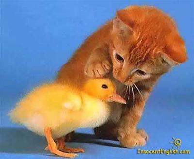 Cute Chick And Kitty