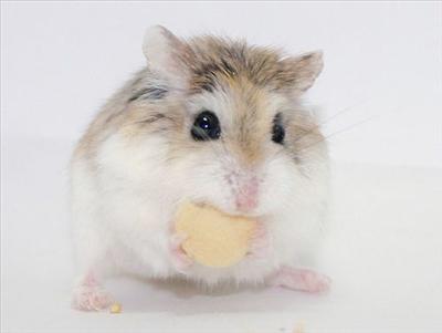Cute Hampster