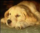 RIMANI SOLO COME UN CANE