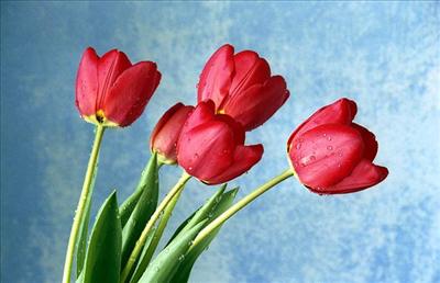 spring Flowers