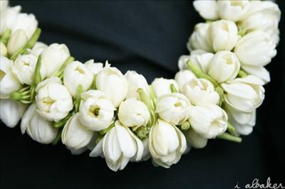 Jasmine Necklace