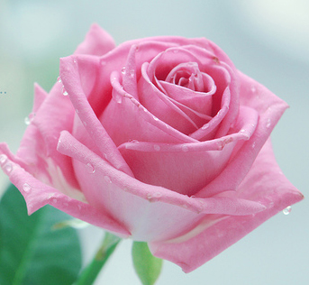 Pink Rose