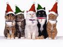 Cristmas Cat